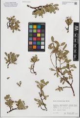 Foto von Salix kitaibeliana Willd.